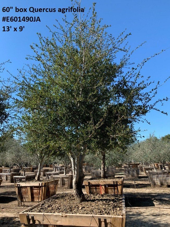 Photo for Quercus agrifolia (Low Branching) (Coast Live Oak)