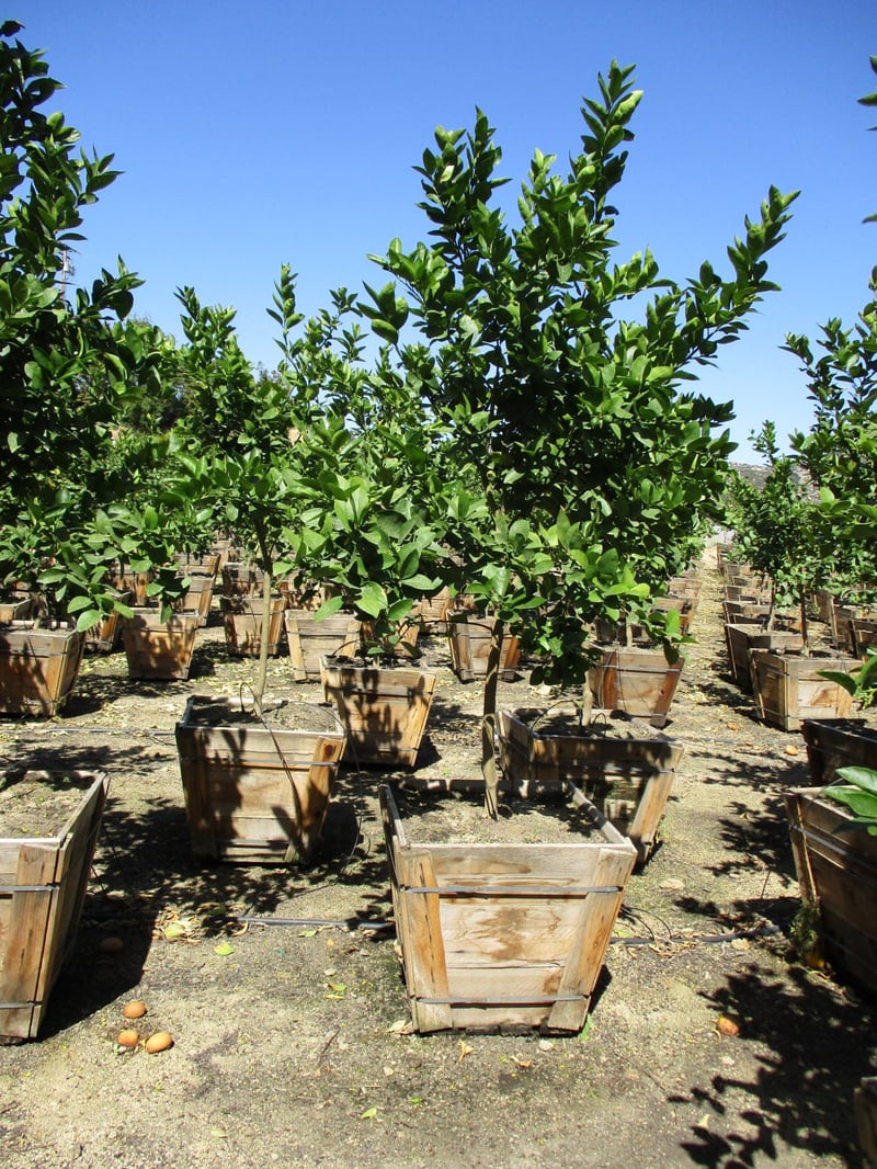 Photo for Citrus limon 'Eureka' (Eureka Lemon)