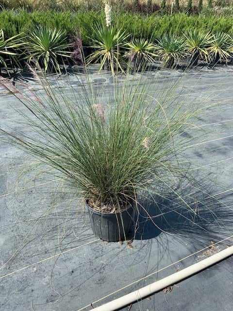 Photo for Muhlenbergia capillaris 'Irvine' (Plumetastic Pink Muhly Grass)