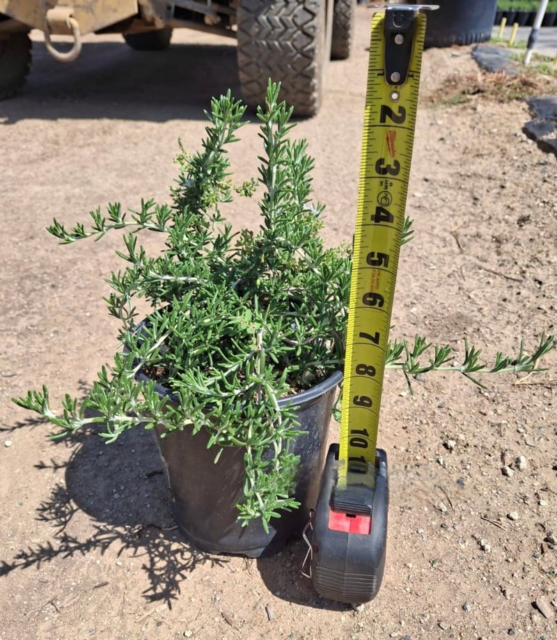 Photo for Rosmarinus officinalis (Rosemary)