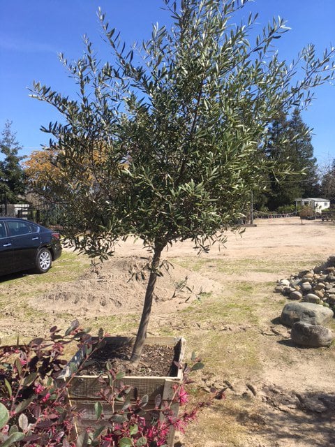 Photo for Olea europaea 'Fruitless' (Standard) (Fruitless Olive)
