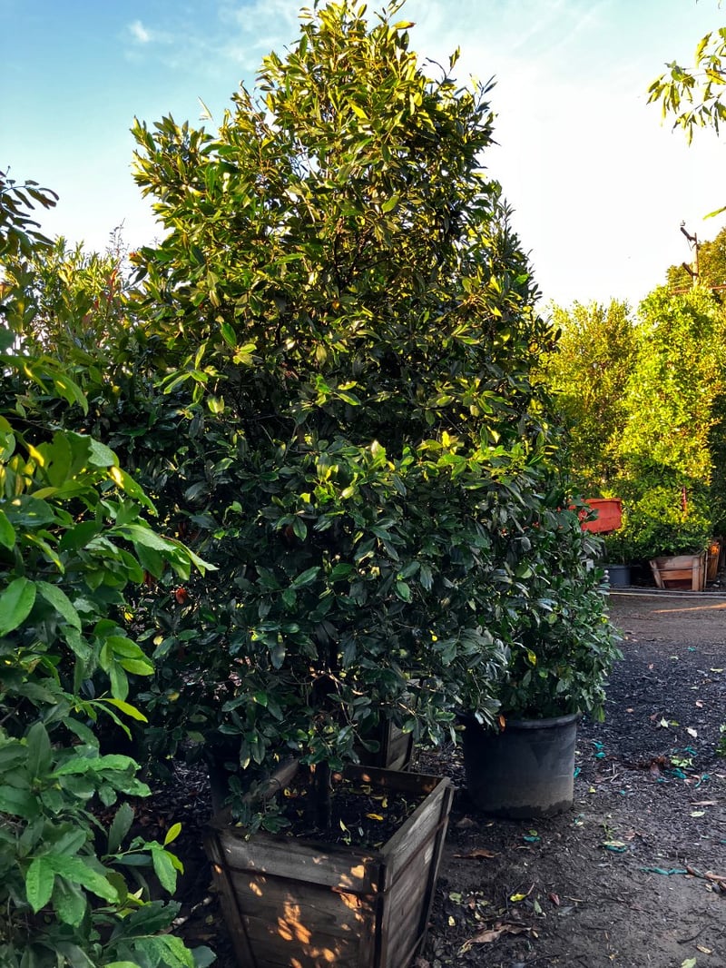 Photo for Elaeocarpus decipiens (Column) (Japanese Blueberry Tree)