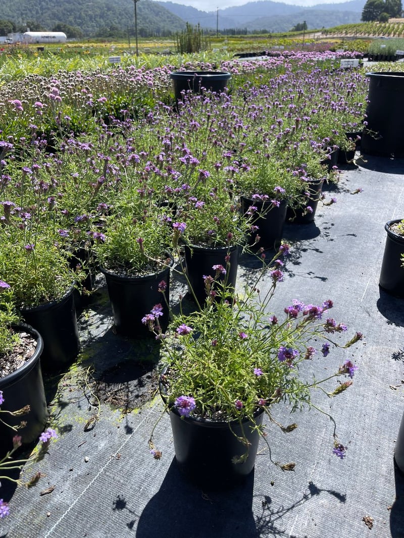 Photo for Verbena lilacina 'De La Mina' (De La Mina Verbena)