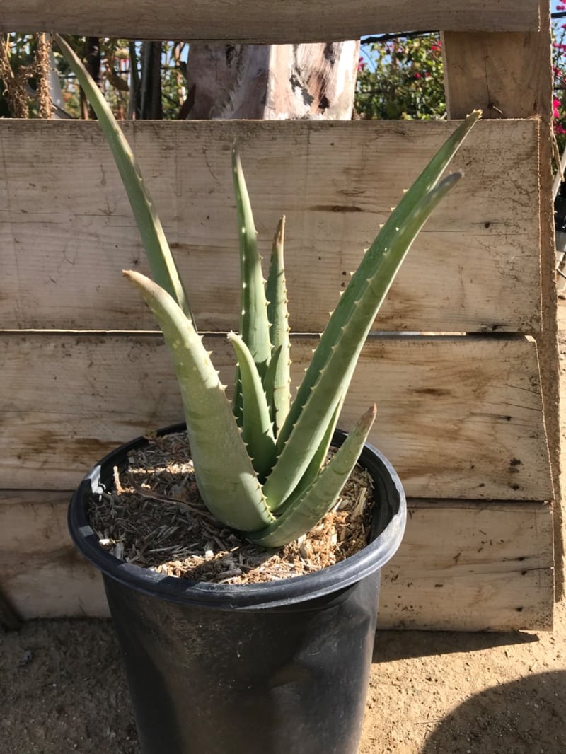 Photo for Aloe barbadensis (Medicinal Aloe Vera)