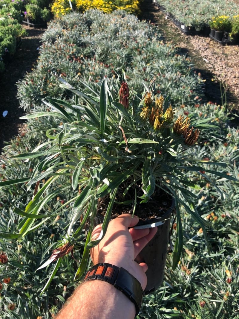 Photo for Gazania rigens hybrid (Gazania)