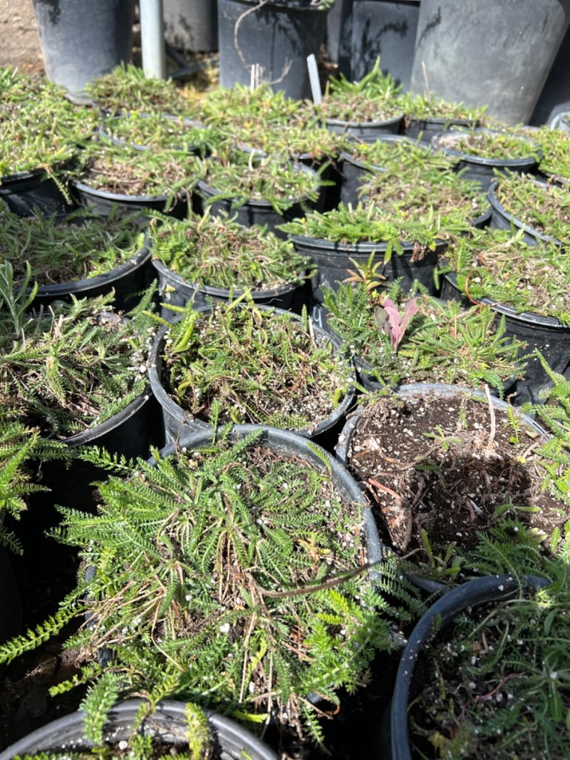 Photo for Achillea millefolium (Common Yarrow)