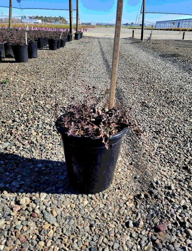 Photo for Arctostaphylos uva ursi 'Point Reyes' (Point Reyes Manzanita )