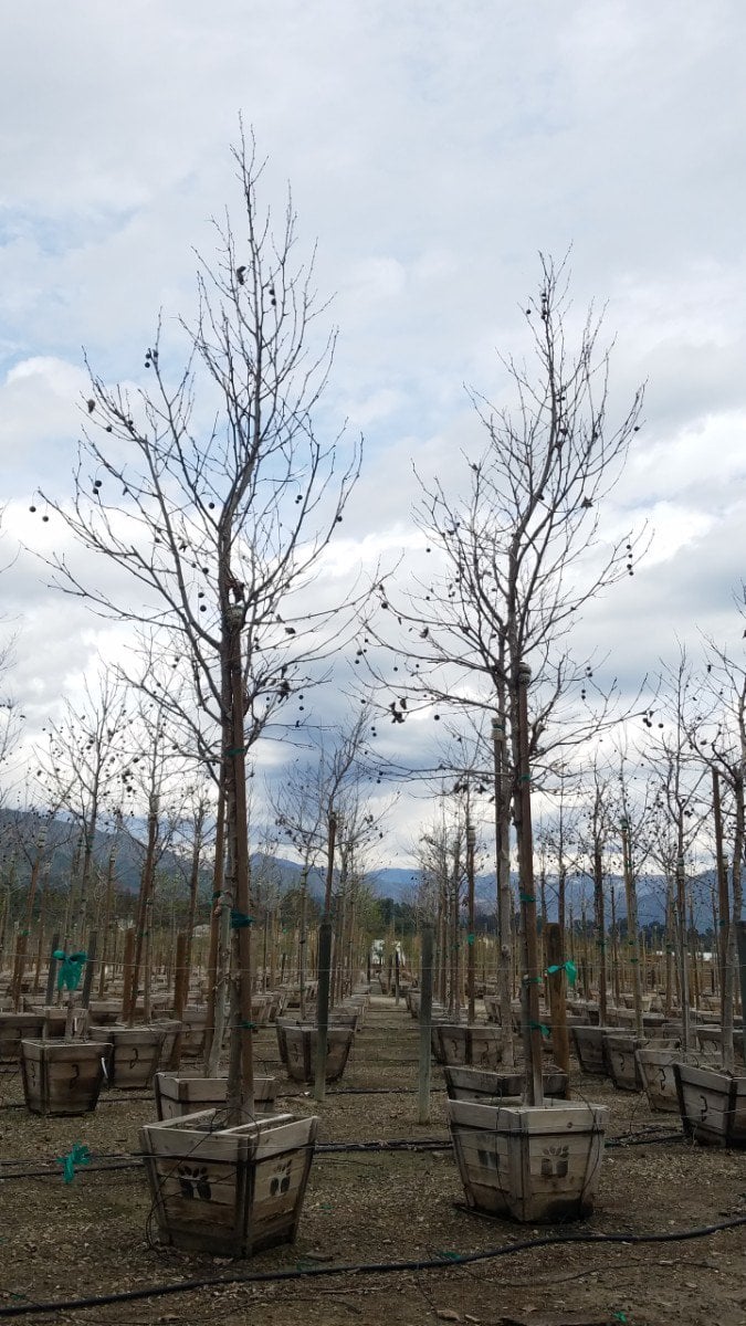 Photo for Platanus acerifolia 'Bloodgood' (Bloodgood London Plane Tree)