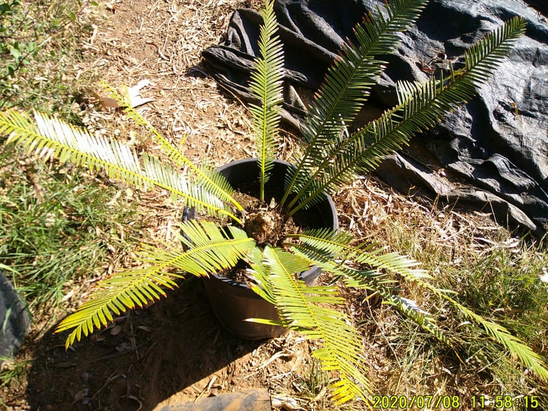 Photo for Dioon edule (Chestnut Dioon)