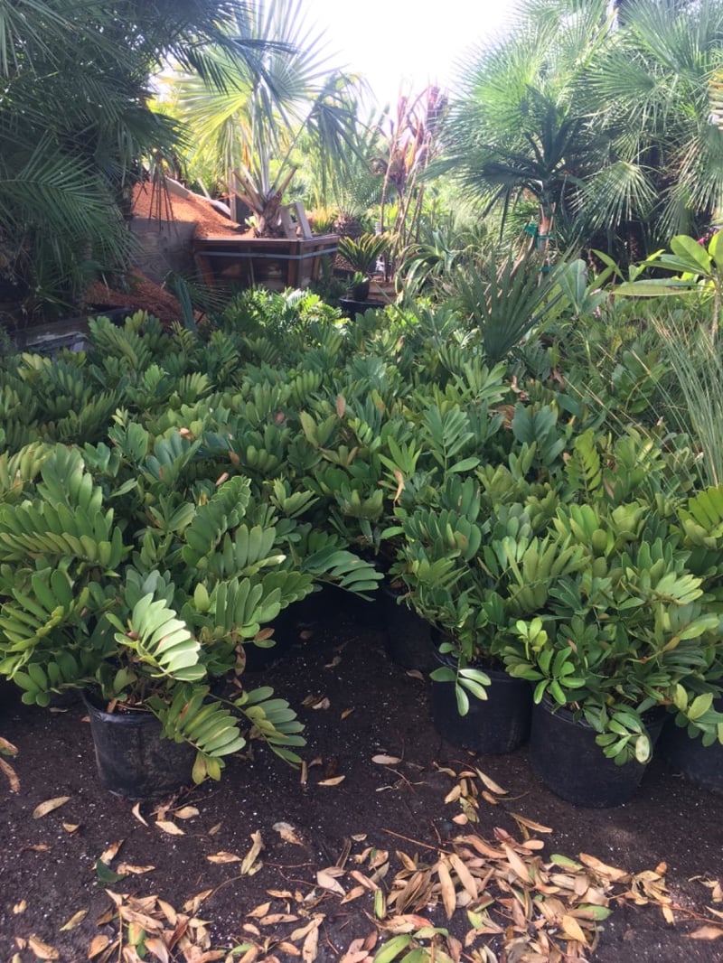 Photo for Zamia furfuracea (Sago Cycas, Cardboard Palm)