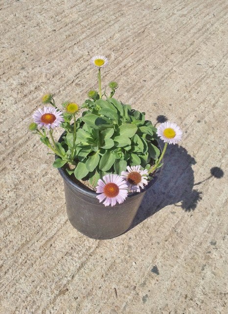 Photo for Erigeron glaucus (Seaside Daisy)