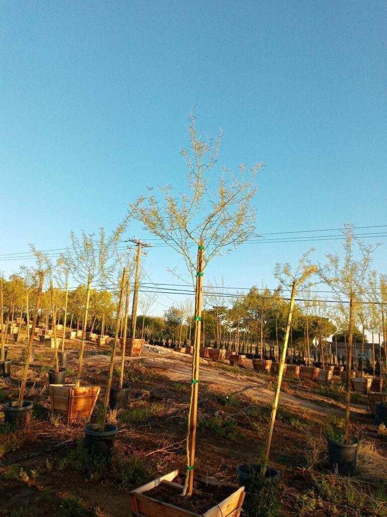 Photo for Cercidium floridum (Parkinsonia florida) (Blue Palo Verde)