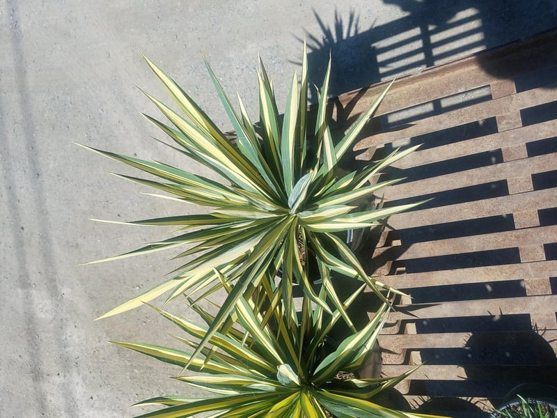 Photo for Yucca filamentosa 'Golden Sword' (Golden Sword Yucca)
