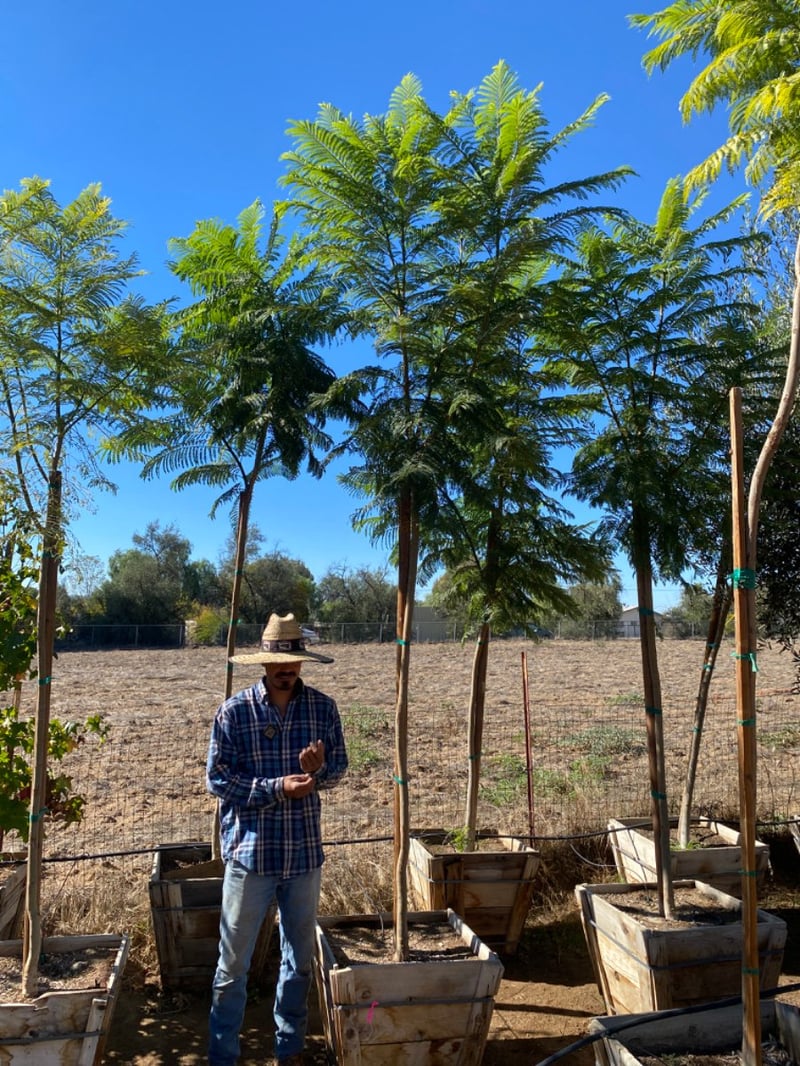 Photo for Jacaranda mimosifolia (Jacaranda)