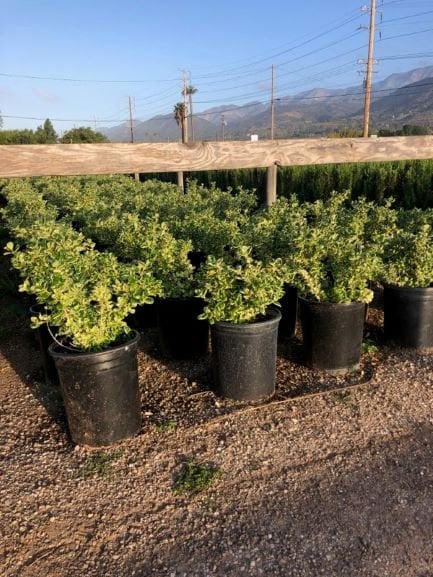 Photo for Coprosma repens 'Marble Queen' (Dwarf Variegated Mirror Plant)