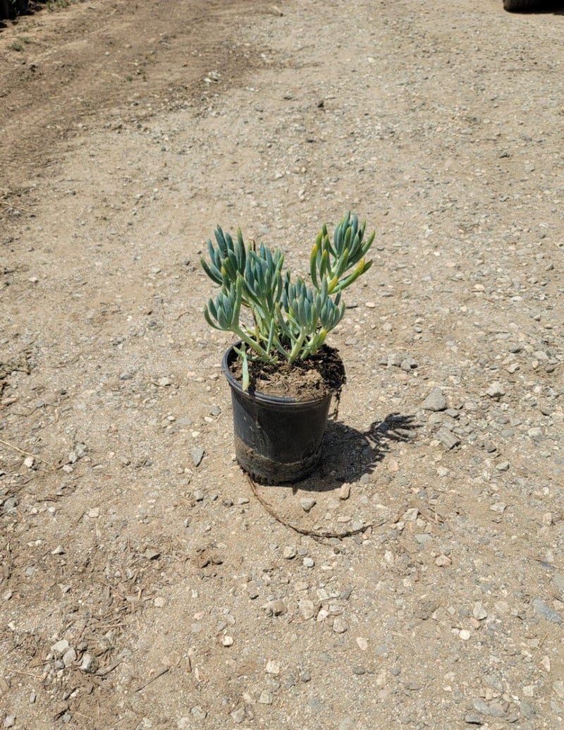 Photo for Senecio mandraliscae 'Blue Chalk Sticks' (Senecio)