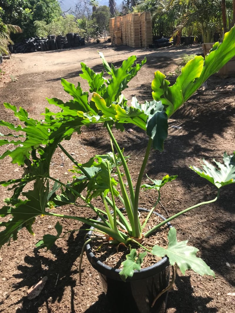 Photo for Philodendron selloum (Tree philodendron)