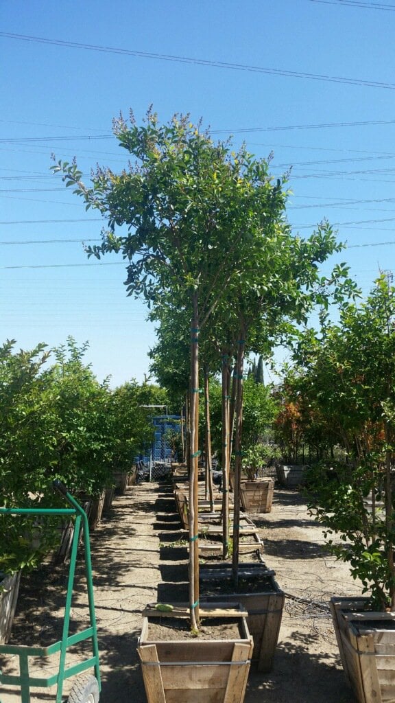 Photo for Lagerstroemia indica x fauriei 'Muskogee' (Muskogee Crape Myrtle)