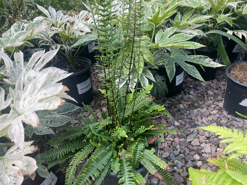 Photo for Blechnum spicant (Deer Fern)