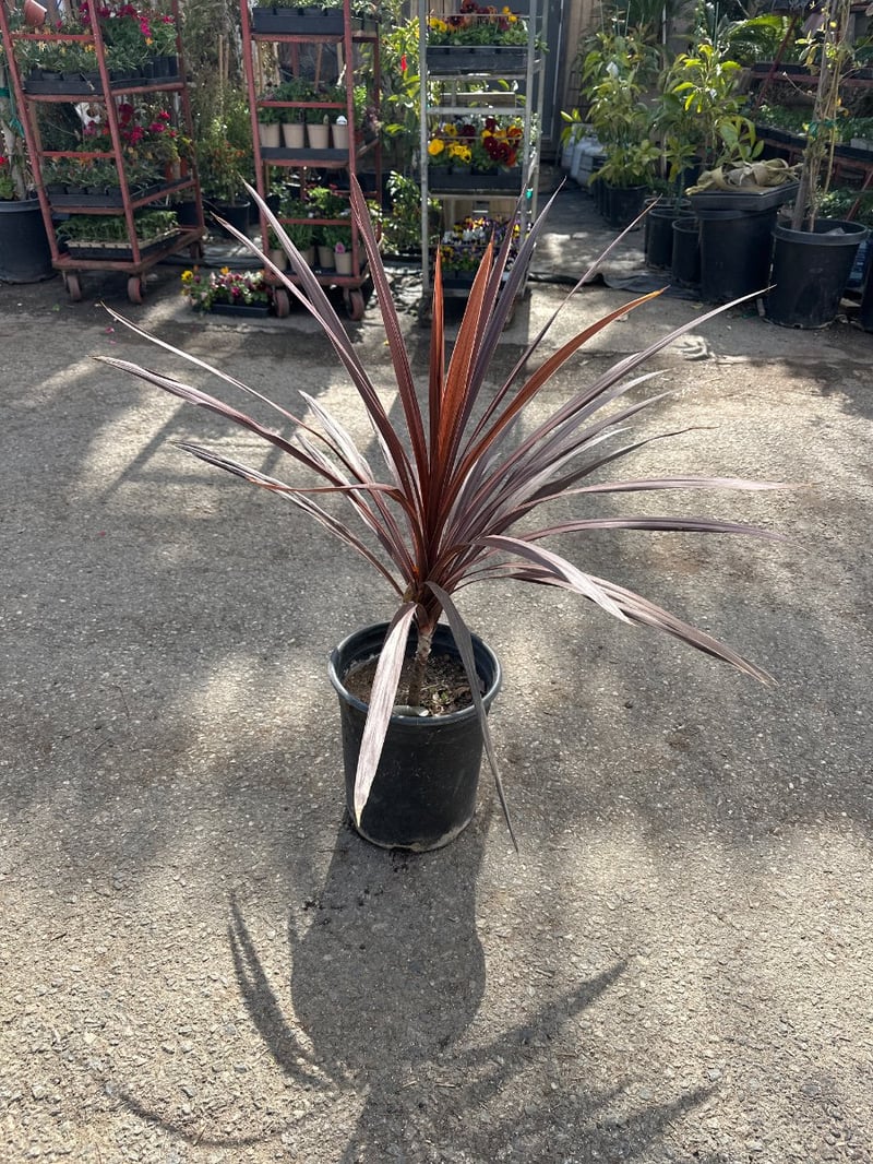 Photo for Cordyline australis 'Red Star' (Red Star Grass Palm)