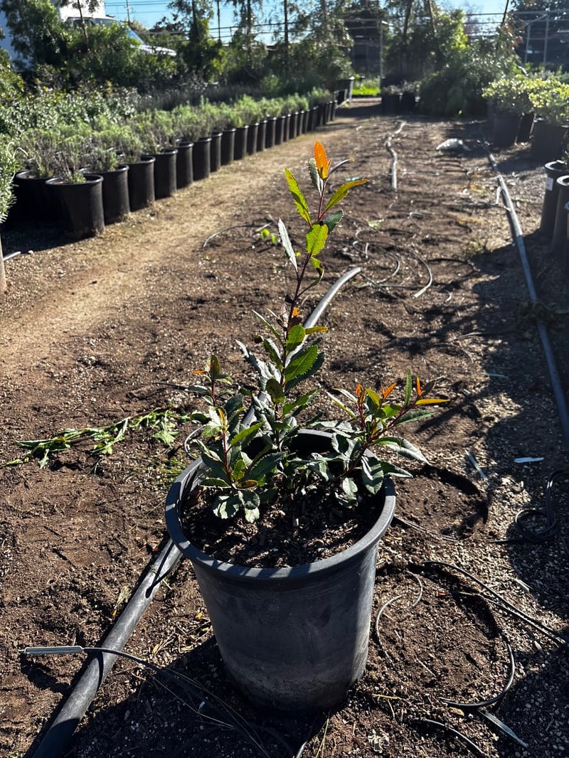 Photo for Heteromeles arbutifolia (Toyon)