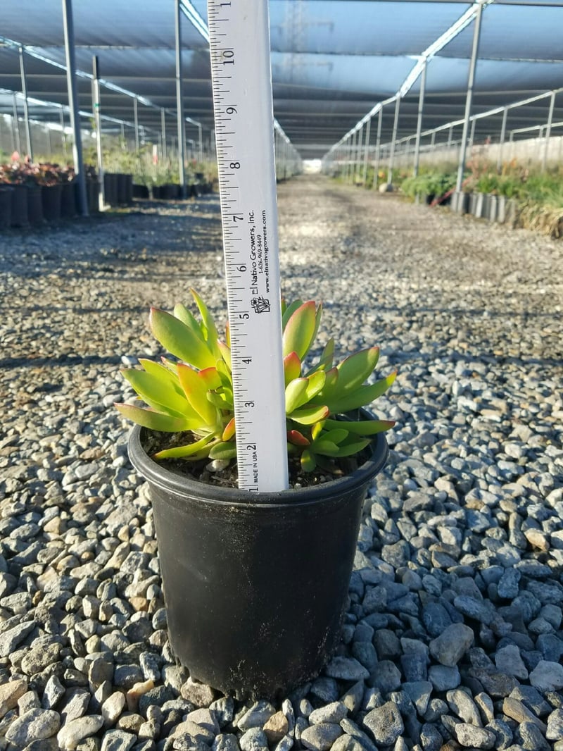 Photo for Crassula capitella 'Campfire' (Campfire Crassula, Crassula 'Blaze', C. 'Flame')