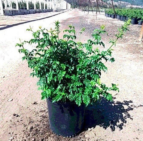 Photo for Tecoma capensis (Tecomaria capensis) (Cape Honeysuckle)