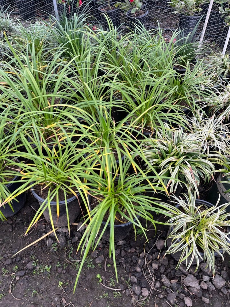 Photo for Liriope muscari 'Gigantea' (Giant Blue Lily Turf)