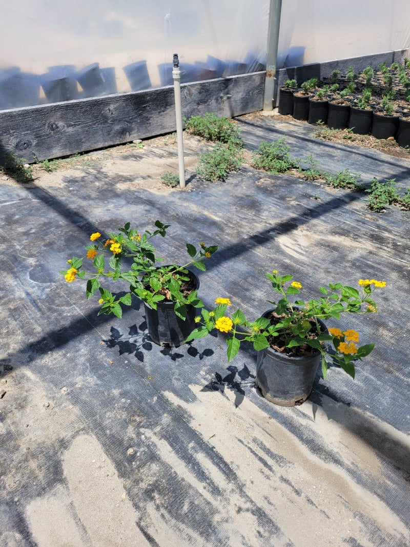 Photo for Lantana camara 'Monol' (Gold Rush Bush Lantana)