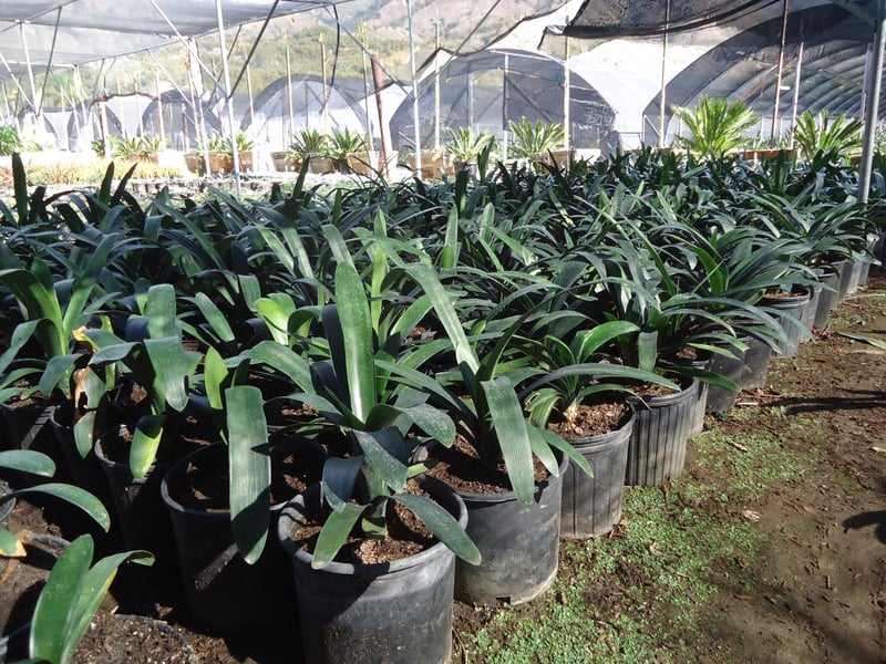 Photo for Clivia miniata 'Belgian Hybrid Orange' (Belgian Hybrid Orange Bush Lily)