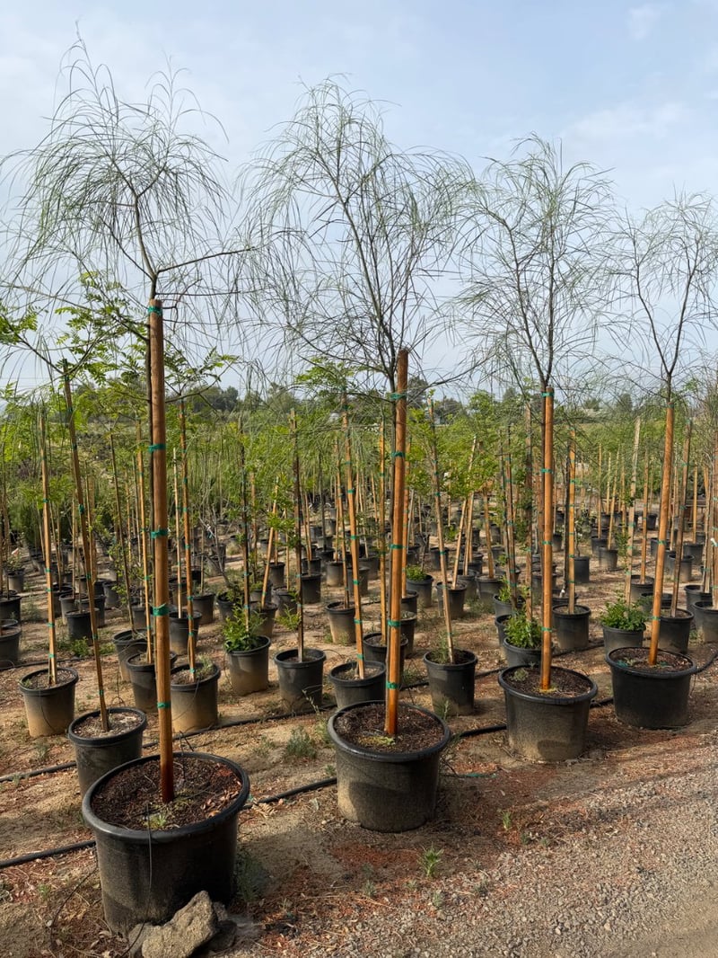 Photo for Acacia stenophylla (Shoe-String Acacia)