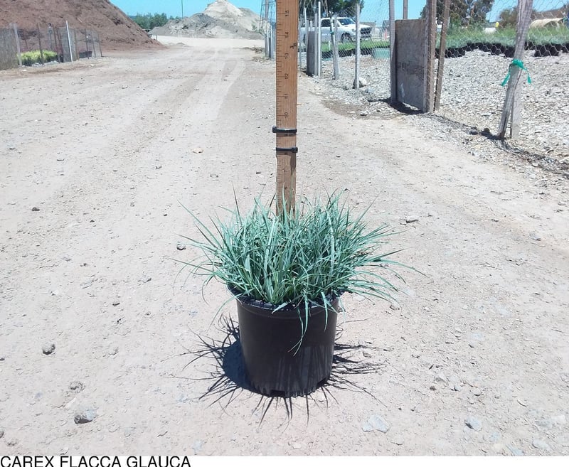 Photo for Carex flacca (c. glauca) (Blue Sedge)