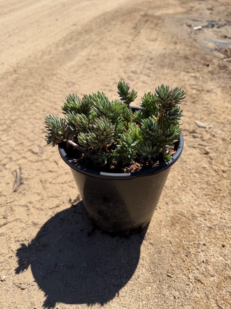 Photo for Sedum reflexum 'Blue Spruce' (Blue Spruce Stonecrop)