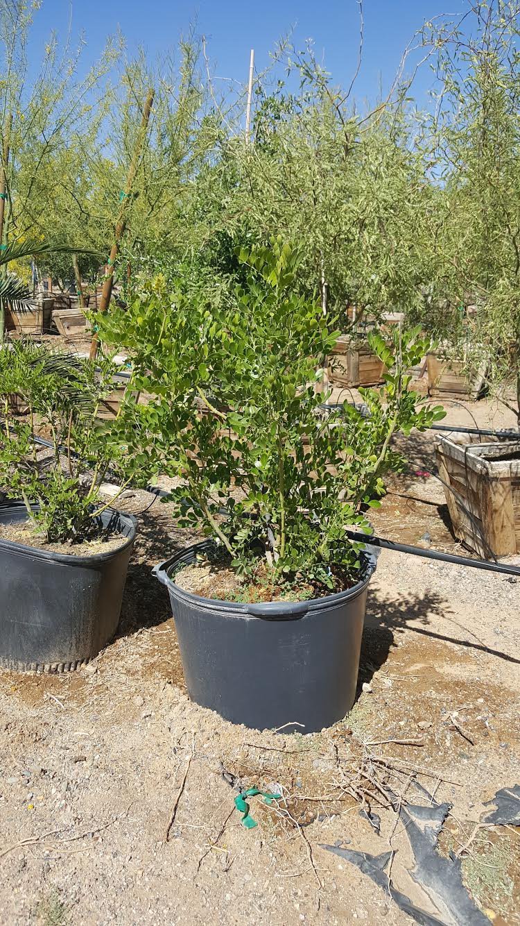 Photo for Dermatophyllum secundiflora (Sophora secundiflora) (Texas Mountain Laurel)