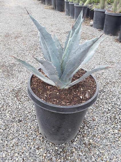 Photo for Agave americana (Century Plant)