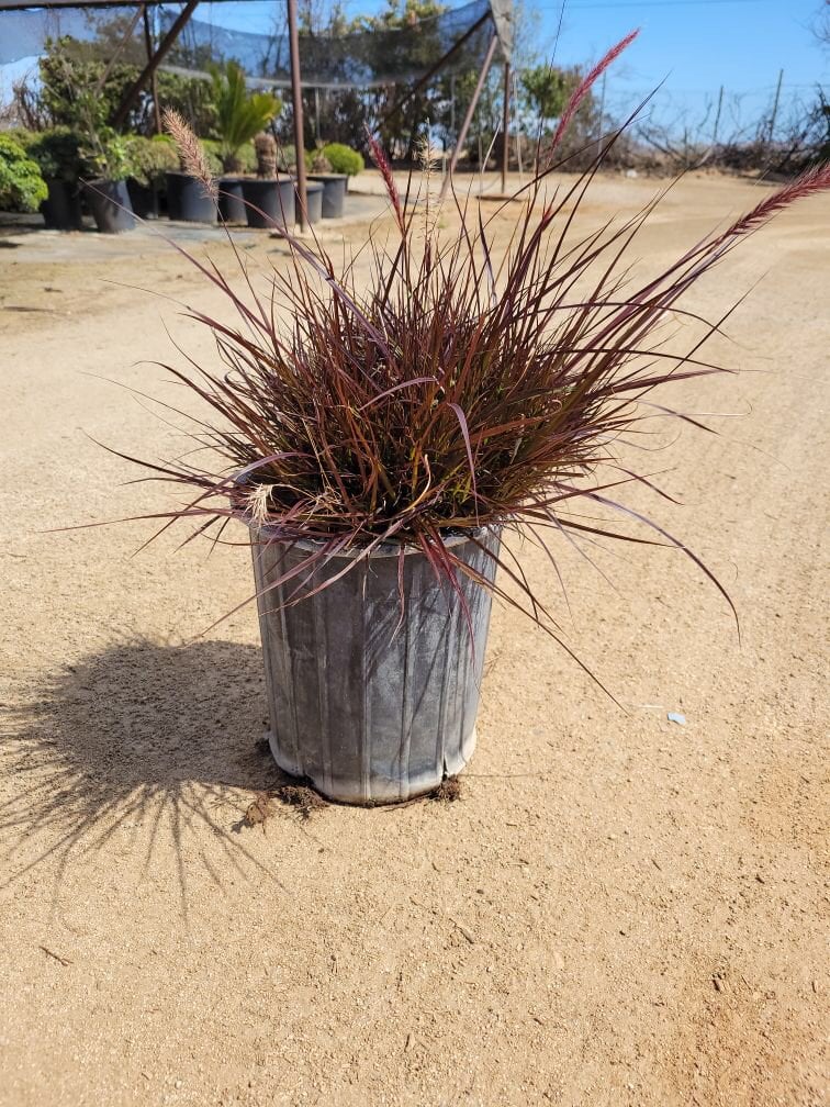 Photo for Pennisetum setaceum 'Cupreum' (x advena 'Rubrum') (Red Fountain Grass)