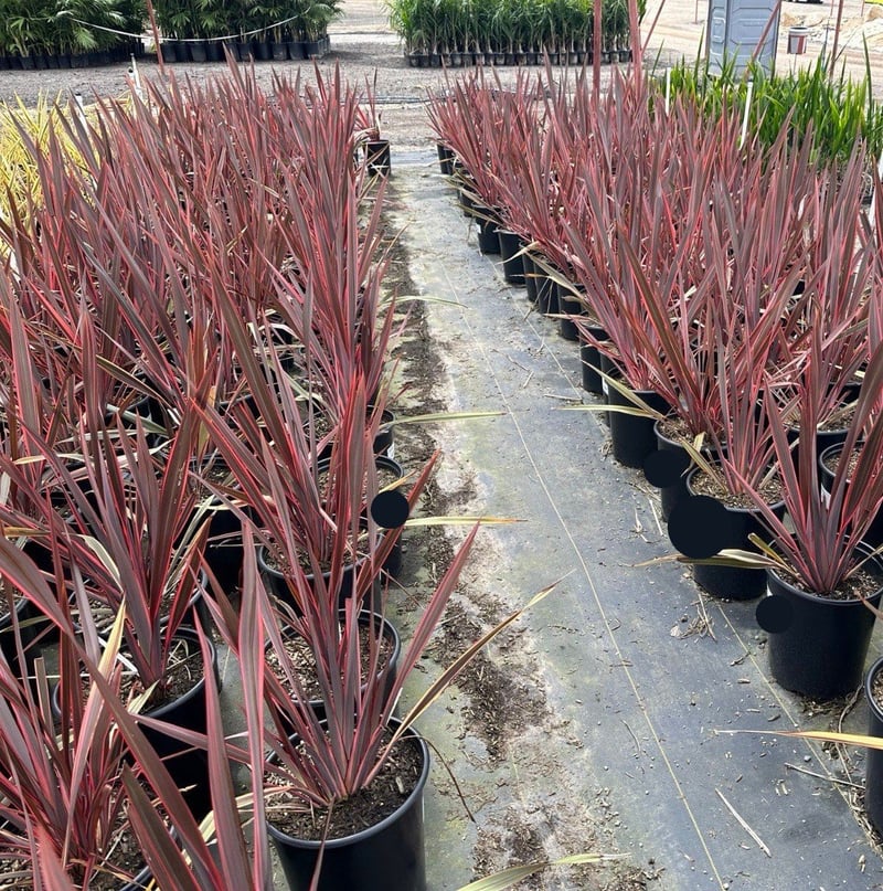 Photo for Phormium 'Sundowner' (Sundowner New Zealand Flax)