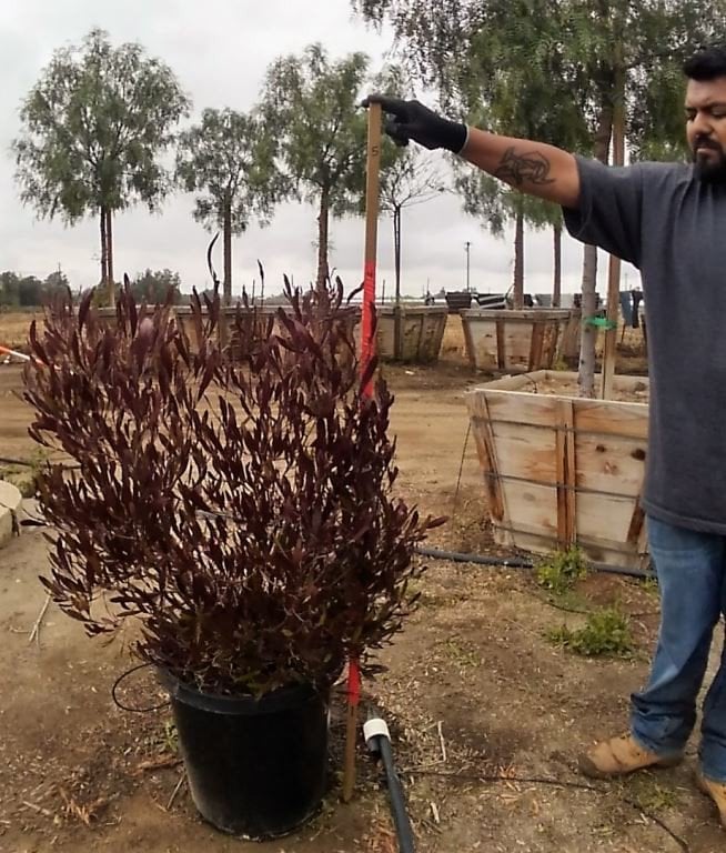 Photo for Dodonaea viscosa 'Purpurea' (Purple-leafed Hop-bush)