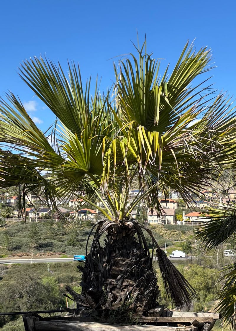 Photo for Brahea edulis (Guadalupe Palm)