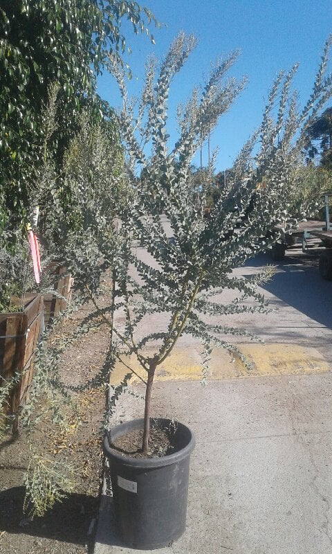 Photo for Acacia cultriformis (Standard) (Knifeleaf Wattle)