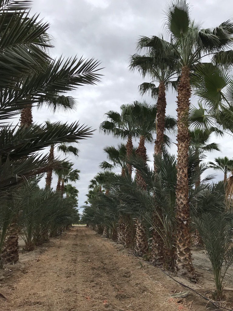 Photo for Washingtonia robusta (Mexican Fan Palm)