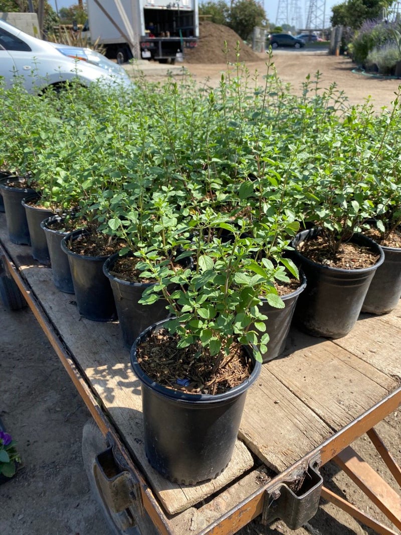 Photo for Salvia microphylla (Cherry Sage)