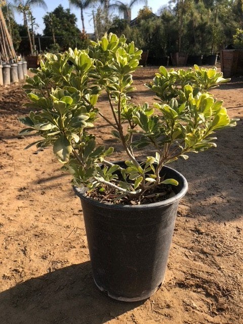 Photo for Pittosporum tobira 'Variegata' (Variegated Japanese Mock Orange)
