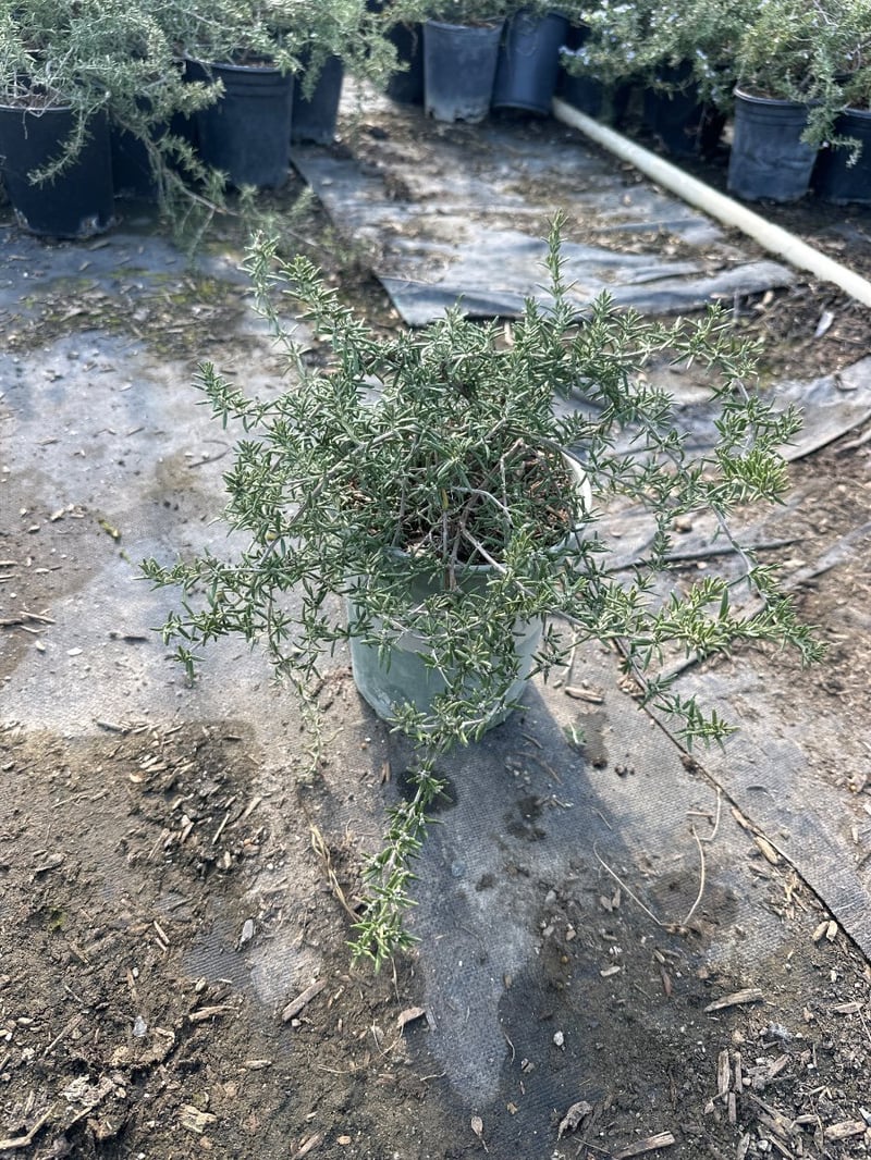 Photo for Rosmarinus officinalis (Rosemary)