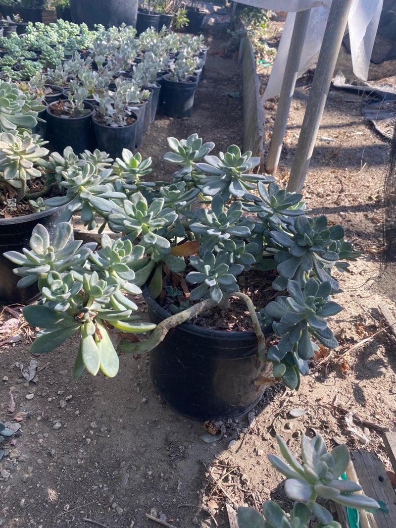 Photo for Graptopetalum paraguayense (Ghost Plant)