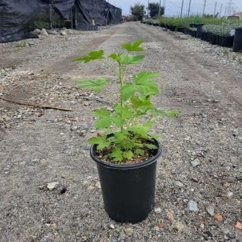 Photo for Ribes sanguineum glutinosum (Pink-Flowered Currant)