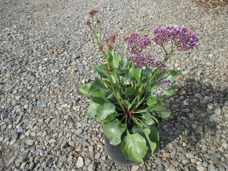Photo for Limonium perezii (Sea Lavender, Statice)