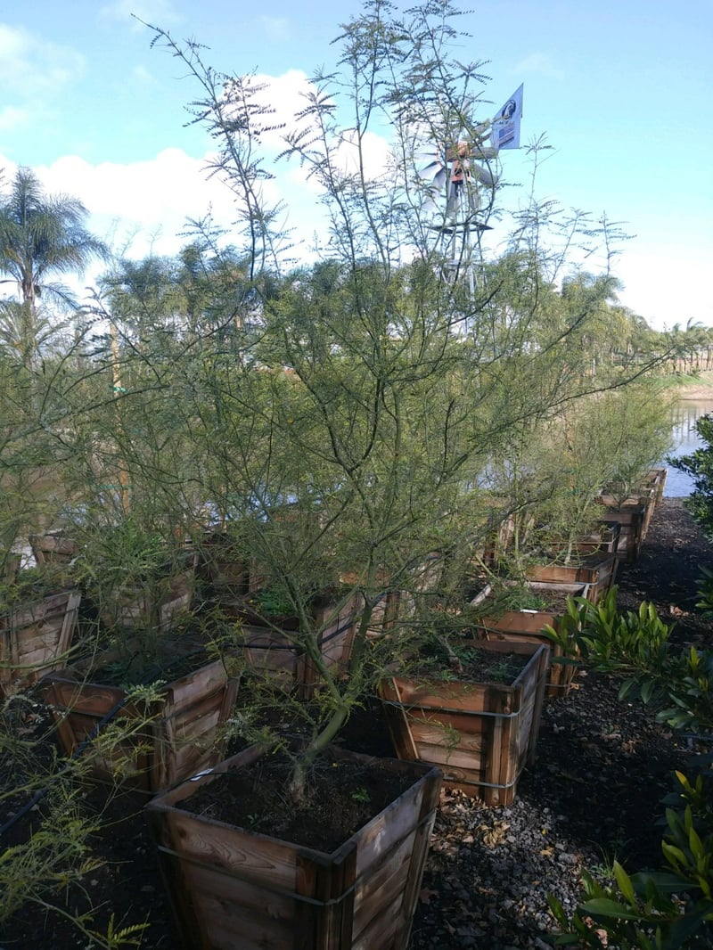 Photo for Cercidium 'Desert Museum' (Low Branch) (Desert Museum Palo Verde)