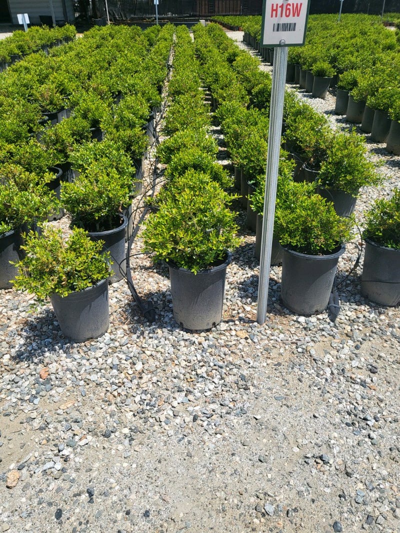 Photo for Ilex vomitoria 'Stokes' (Stoke's Dwarf Yaupon Holly)