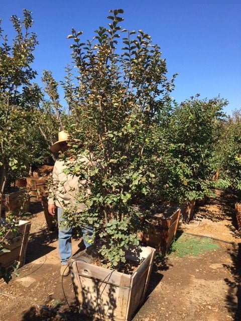 Photo for Lagerstroemia indica x fauriei 'Tuscarora' (Multi) (Tuscarora Crape Myrtle)